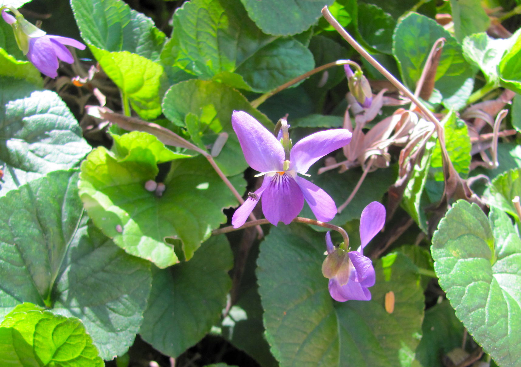 Violets